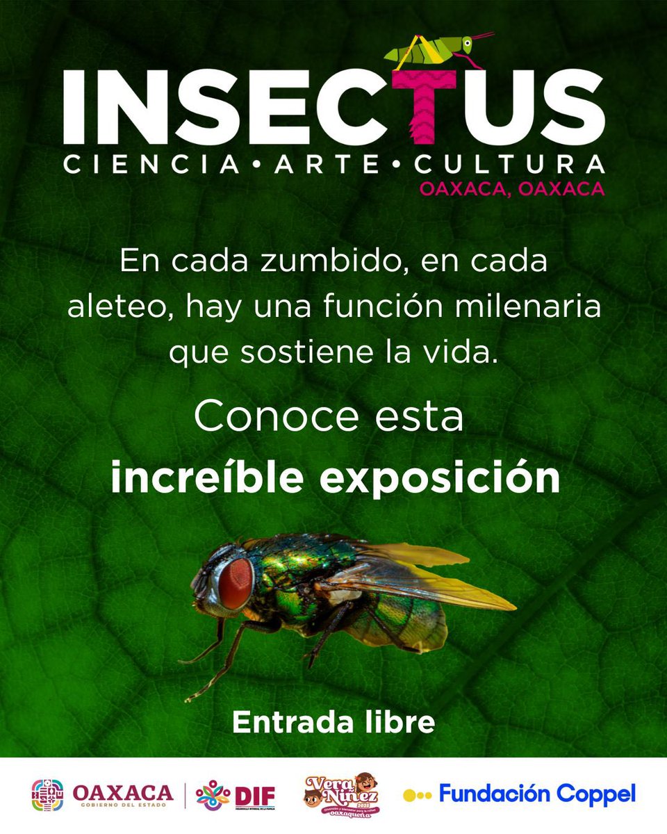 DIF_Oaxaca's tweet photo. Aunque muchas veces pasan desapercibidos o son temidos, los insectos son pilares fundamentales para el equilibrio de la vida en la Tierra.🐞🐝

Conoce más datos interesantes sobre estos increíbles seres en INSECTUS. https://t.co/FLnHvXAsWa