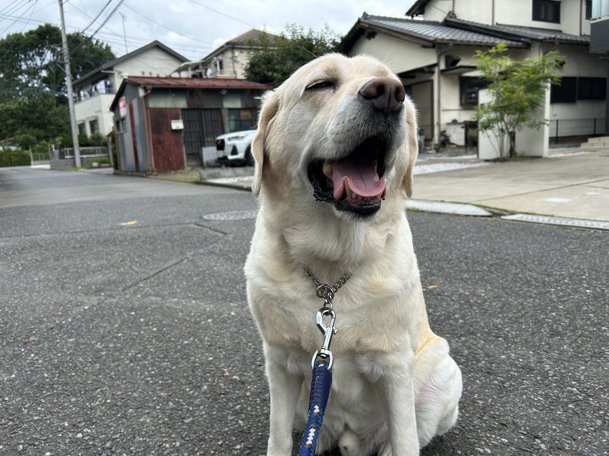 RP9BtCkpwCwVjLw's tweet image. 最近はずっと曇り☁️
ですが気温は低く散歩は快適なラブラドール🦮🚶‍♂️
#ラブラドールレトリーバー
#シニア犬
#元盲導犬
#癒し犬