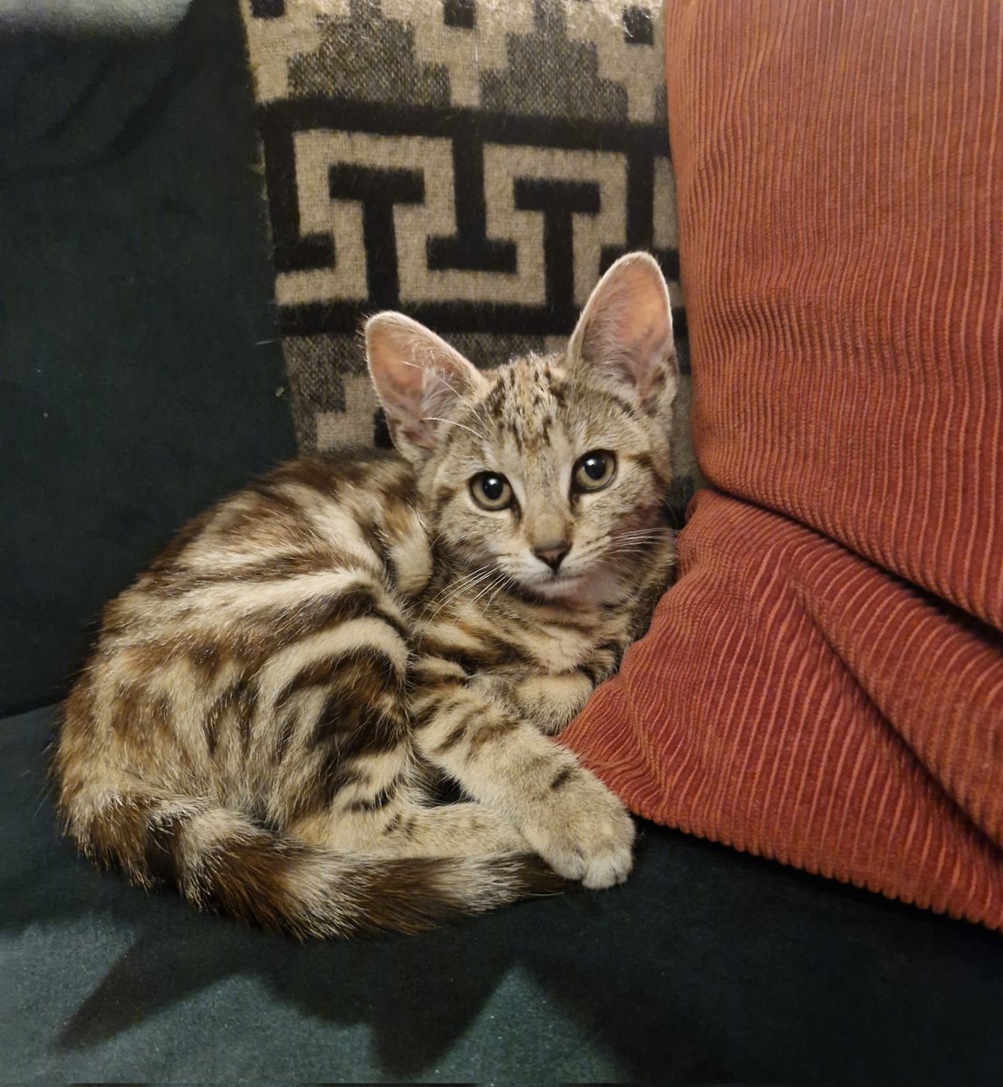 New household member*

*Overlord (though kitten sized!) 
#CatsofTwittter