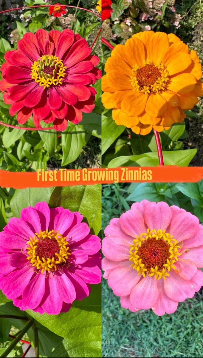 HenryTheChocLab's tweet photo. #Zinnias ~ New Favourite! https://t.co/3wyY9XMpCd