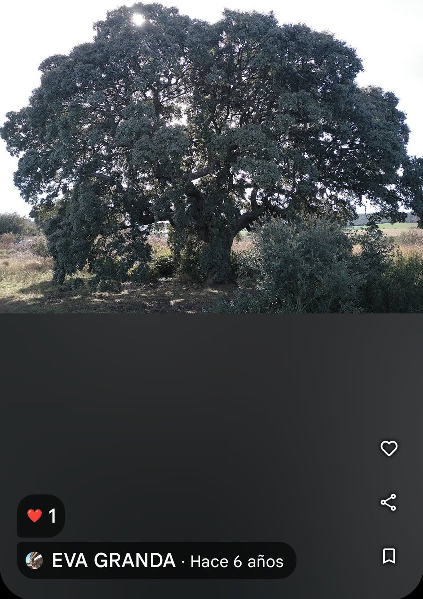 ThorNG95's tweet photo. La Encina de Genestacio de la Vega no se salvó

Estoy rotísimo 💔 https://t.co/KzNs9rSwFs