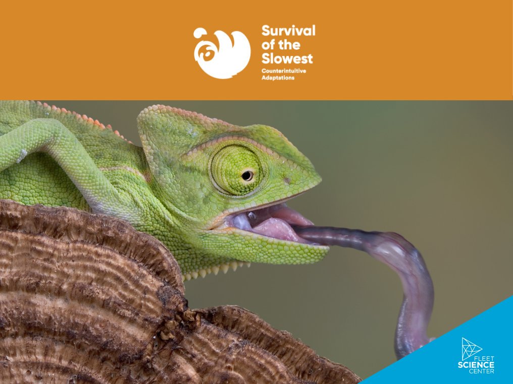 fleetscience's tweet image. We're entering the final weeks of Survival of the Slowest, where sloths, snakes, and slow-moving wonders rule the day. 🦥✨ 

You have until September 1 to meet these incredible creatures, so plan your visit today! 🌿

bit.ly/3GqS8FN

#FleetScienceCenter #SlowAndSteady