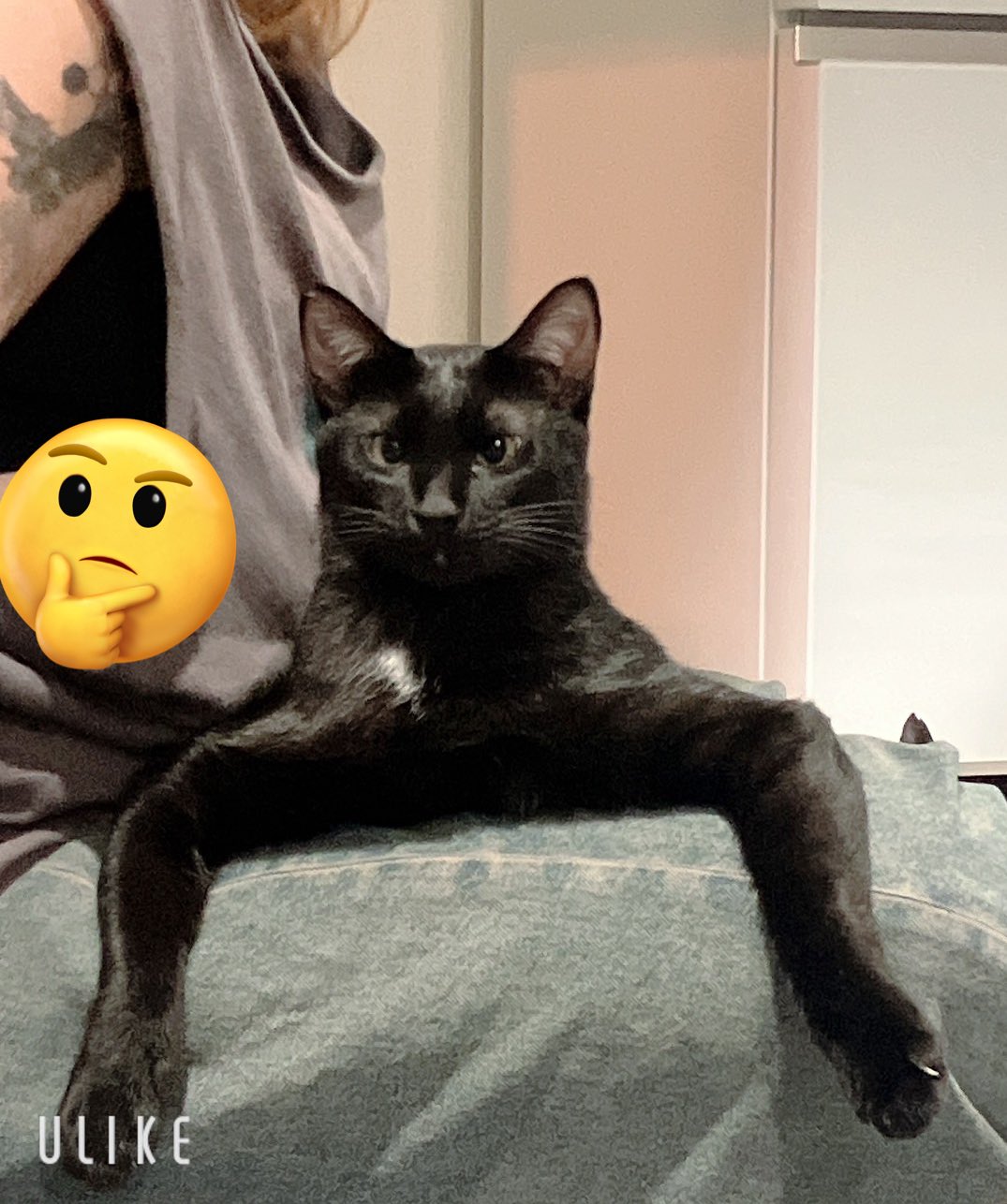黒猫3兄妹 on X: 