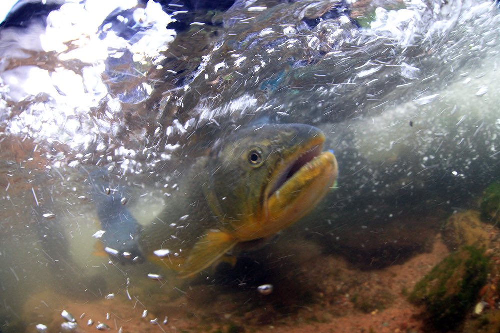 Keep Fish Wet tweet media