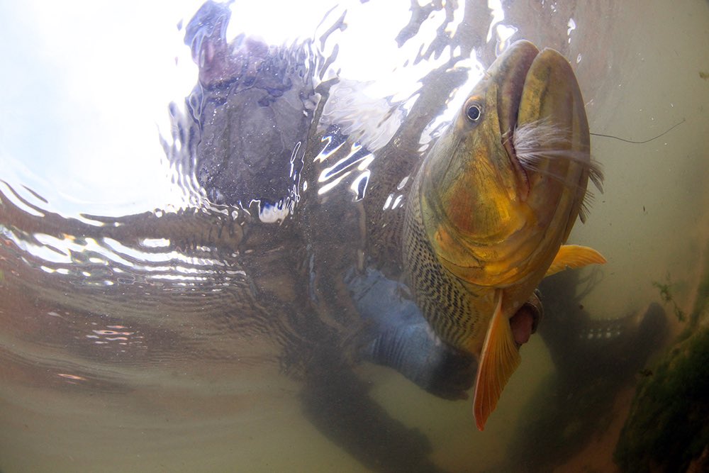 Keep Fish Wet tweet media