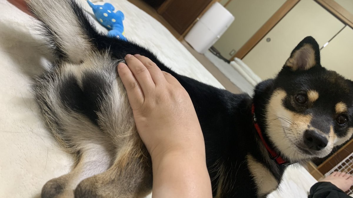 黒柴は尻にハートを隠してます