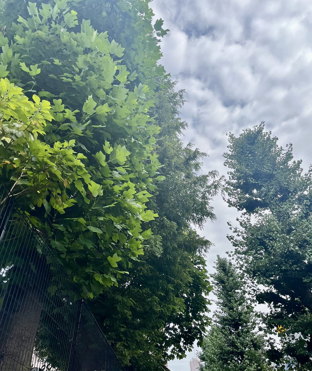 おはようございます☺️
静かな朝✨
今日も元気に出発です٩( 'ω' )و