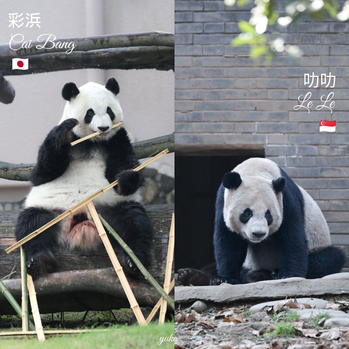 ほしこ (@hoshiko_panda) / X