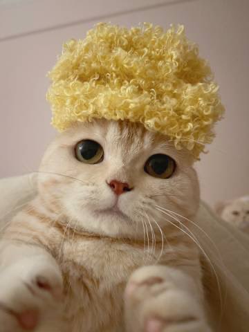 cathatpump's tweet photo. New hair style, do you like it?
#cathat #diamondhands #og #pumpfun #raydium #jiaandsally #catlyf https://t.co/sCvJCdlS6W