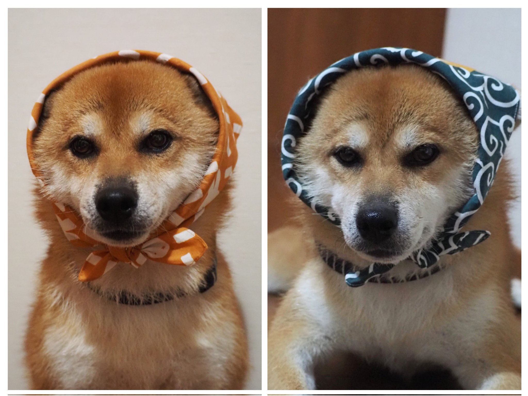 ☆んこべえ☆ 伏せ寝柴犬・バンダナ柴犬　計２点 受注商品】ぬいぐるみ・柴犬（伏せ） | KOESEN (Baby&Kids