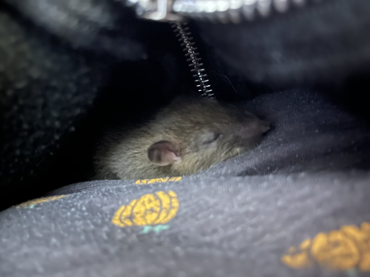 ❄️Kyoharu 🏴‍☠️🐀 the (Pi)Rat tweet media