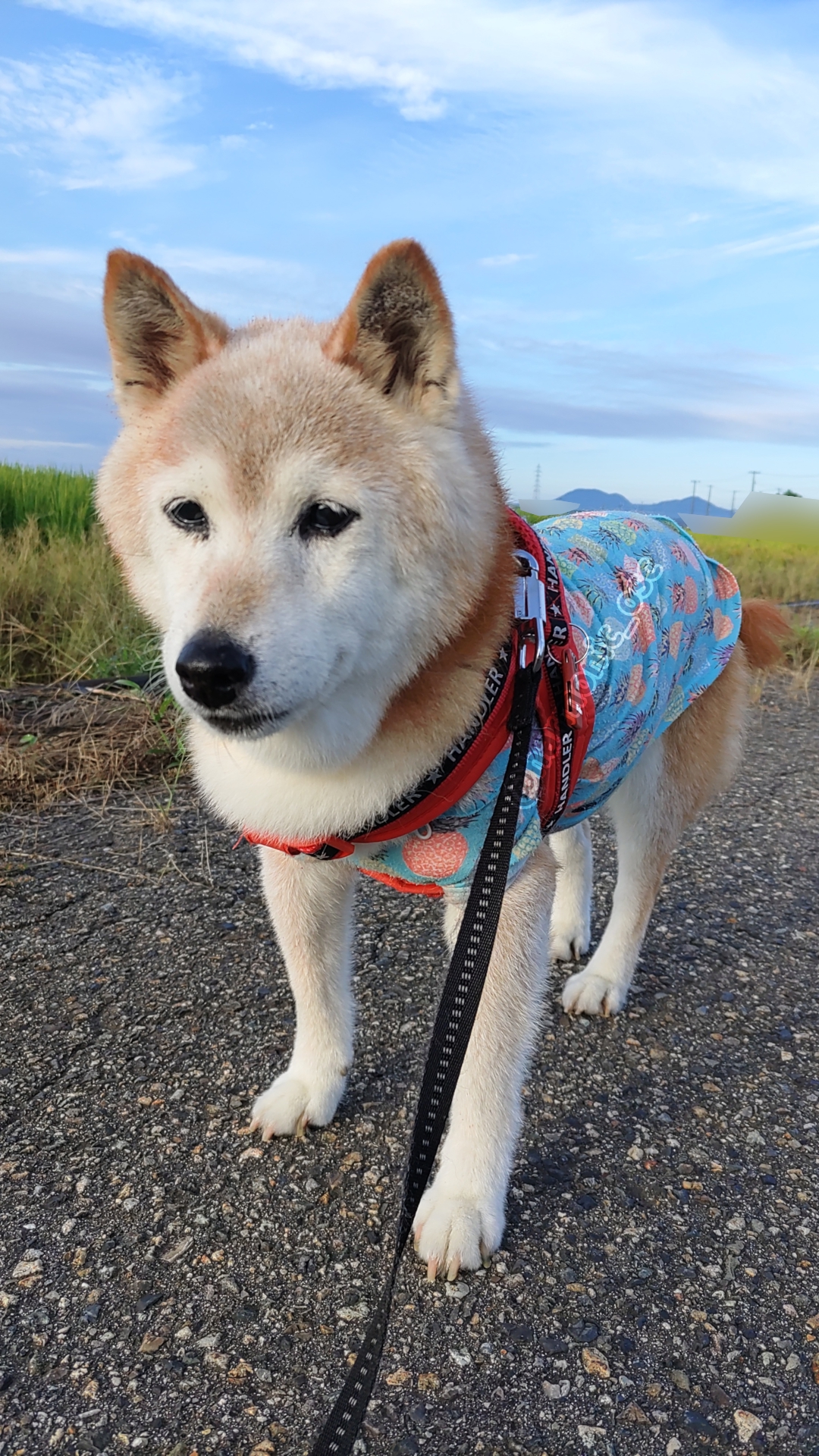 yutaka4848🐕🐾🎮💻_φ(・_・ on X: 