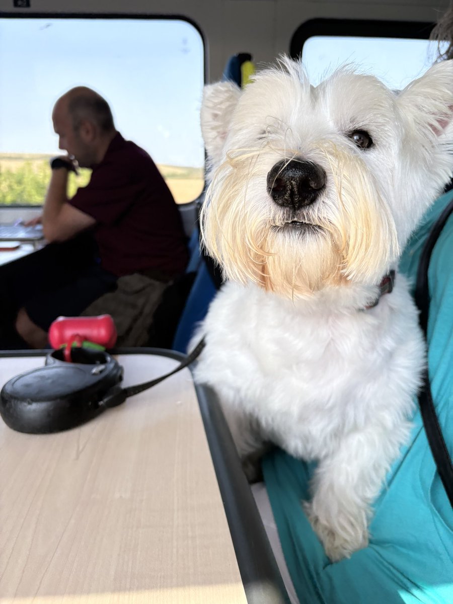 Finlay the Westie & his Mom (@helen09porter) on Twitter photo Me woz a vewy bwave boy tuday. Me went on a twain ๐ for de first time. It woz weally cool. Me liked it #Westie #ZSHQ #Dogs Me woz a vewy bwave boy tuday. Me went on a twain ๐ for de first time. It woz weally cool. Me liked it #Westie #ZSHQ #Dogs