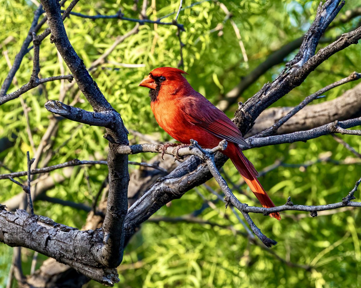 Can you believe this is my only pic of a Northern Cardinal? And that I took it in Texas this May? After living in NJ for 50 years, you’d think I’d have at least one other shot