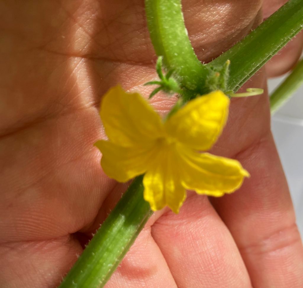 おはようございます☀️

きゅうりの花が咲きました✨

黄色くてかわいい花に
朝からちょっと癒されました🌼

#企業公式相互フォロー
