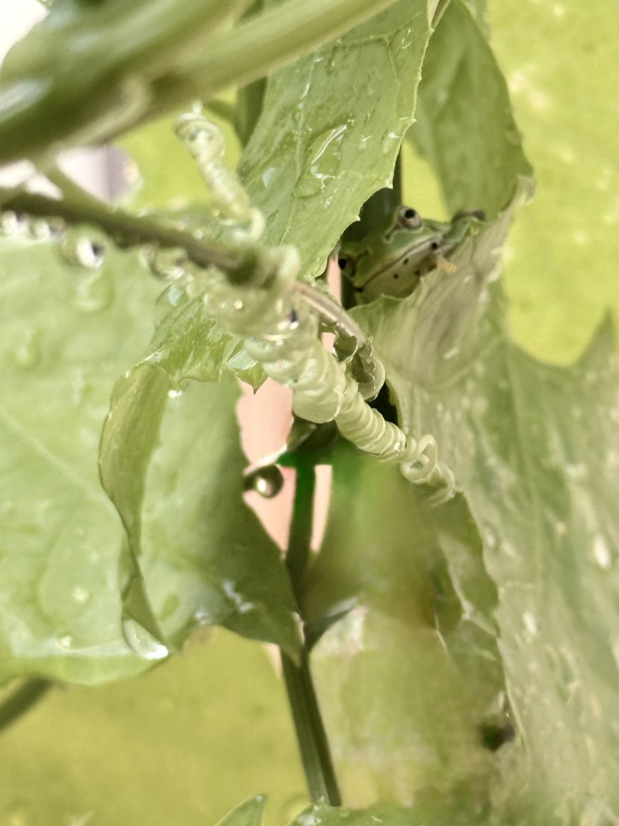 viola_mam's tweet photo. お客さま🐸

#ヘチマ https://t.co/DXo0UE2aaL