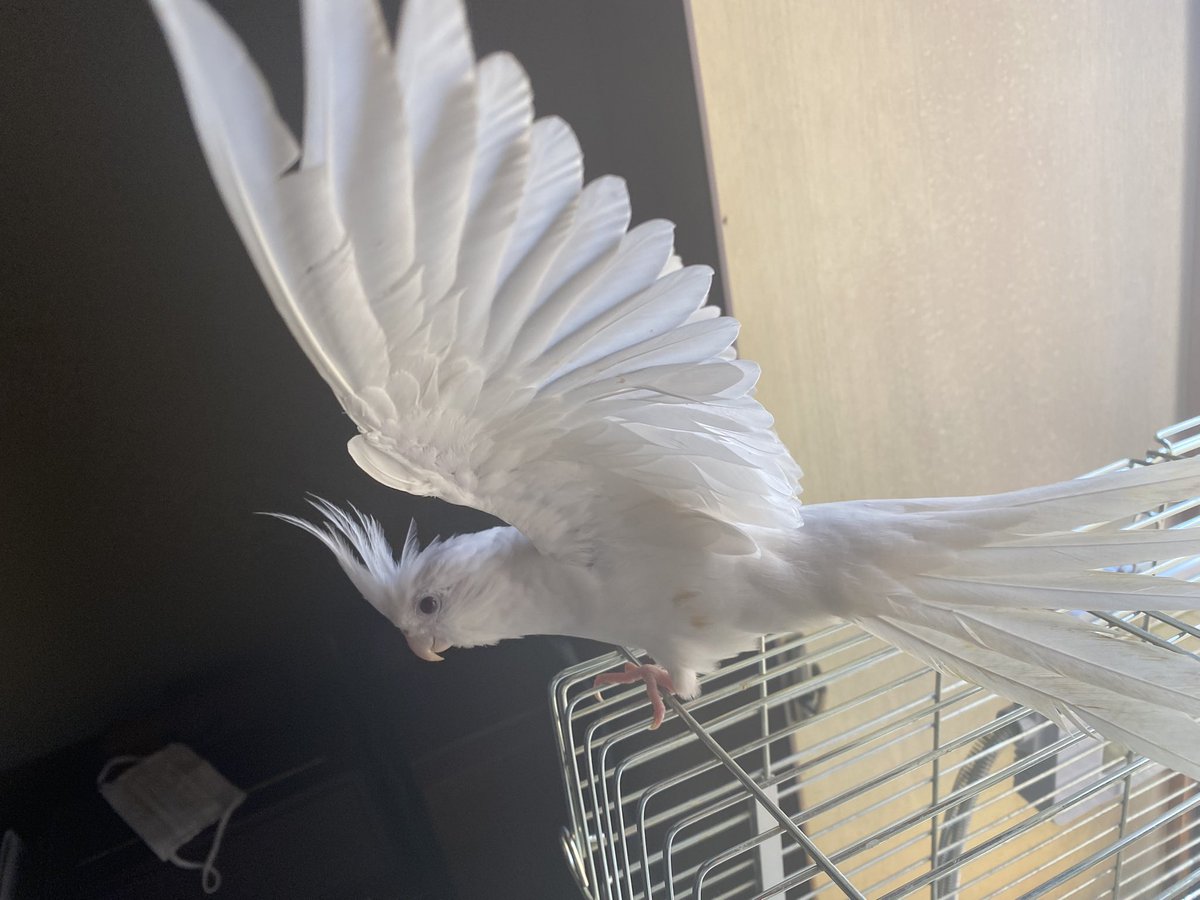 kazunori1109's tweet photo. 【拡散希望】
昨日、我が家のオカメインコが玄関口から飛んでいってしまいました。
豊田市内竹村地区からです。
全長: １５〜２０cmほど。（尾が長いです。）
体の色: 白
普段から大人しいですが、噛む事が好きです。
平常時の画像がないのが恐縮ですが、もし見掛けましたら情報を頂きたいと思います。 https://t.co/3802i8X9cj