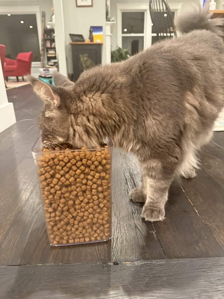 dieseltcat's tweet photo. Time to Party!!!!!!!!!!

#mainecoon #catsofinstagram #mainecoonoftheday #mainecoonofinstagram https://t.co/PBKWBCMRR5