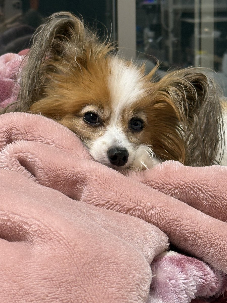 Papillon_dog1's tweet image. ねむねむイケメンわんこ

「そろそろねなさい」

 #パピヨン  #犬のいる暮らし  #イケメン