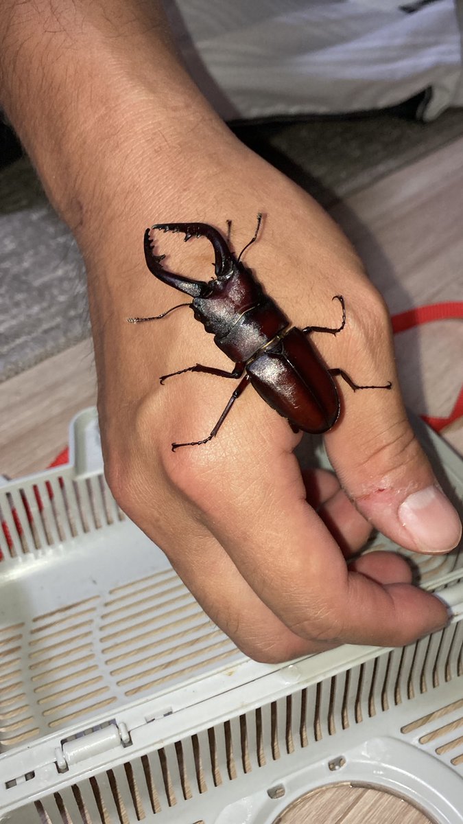 久々の投稿です！
昨日は野外採集に行って、ノコギリクワガタやカブトムシをゲット😉
夏を感じた一日でした〜