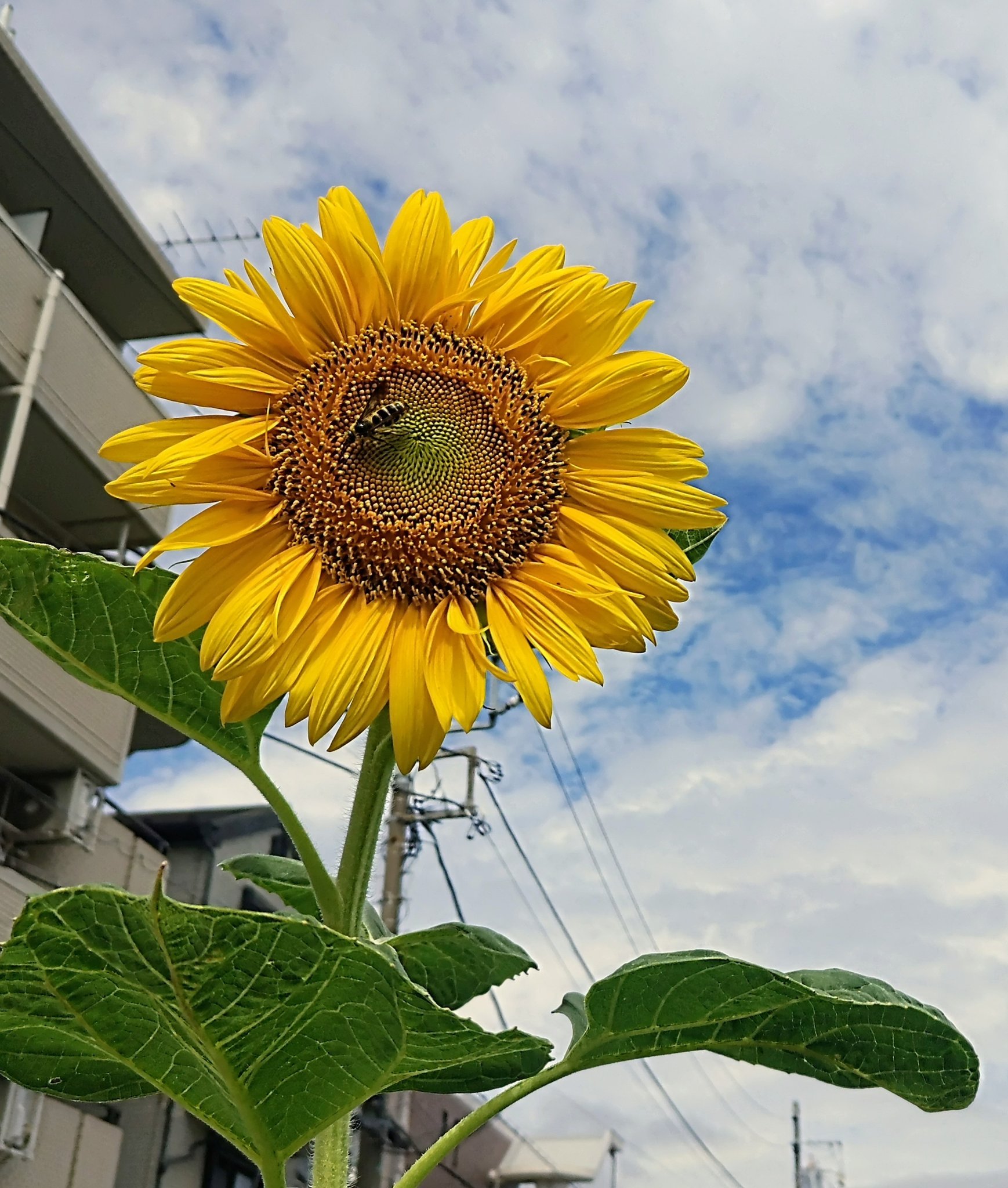 ひまわりの花かご ♡ ソープフラワー プレゼント 即日出荷 ひまわりの花かごアレンジ