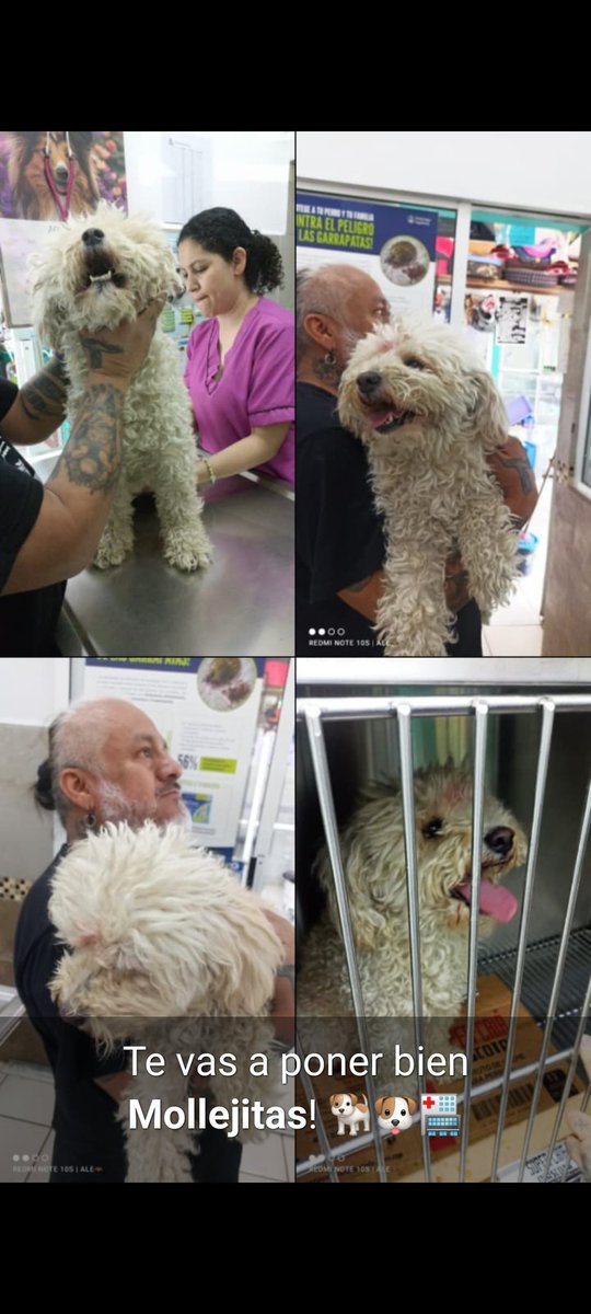 Carlos Alanis (@alanext) on Twitter photo Mi Mollejitas se quedó internado en el Hospital Veterinario. Por una fractura en su pierna izquierda trasera la cual le impedia caminar. Se ha de ver estirado o alguna luxación Pero ahora está en observación ya le hicieron Rayos X y está con medicamentos. #FuerzaMollejitas Mi Mollejitas se quedó internado en el Hospital Veterinario. Por una fractura en su pierna izquierda trasera la cual le impedia caminar. Se ha de ver estirado o alguna luxación Pero ahora está en observación ya le hicieron Rayos X y está con medicamentos. #FuerzaMollejitas