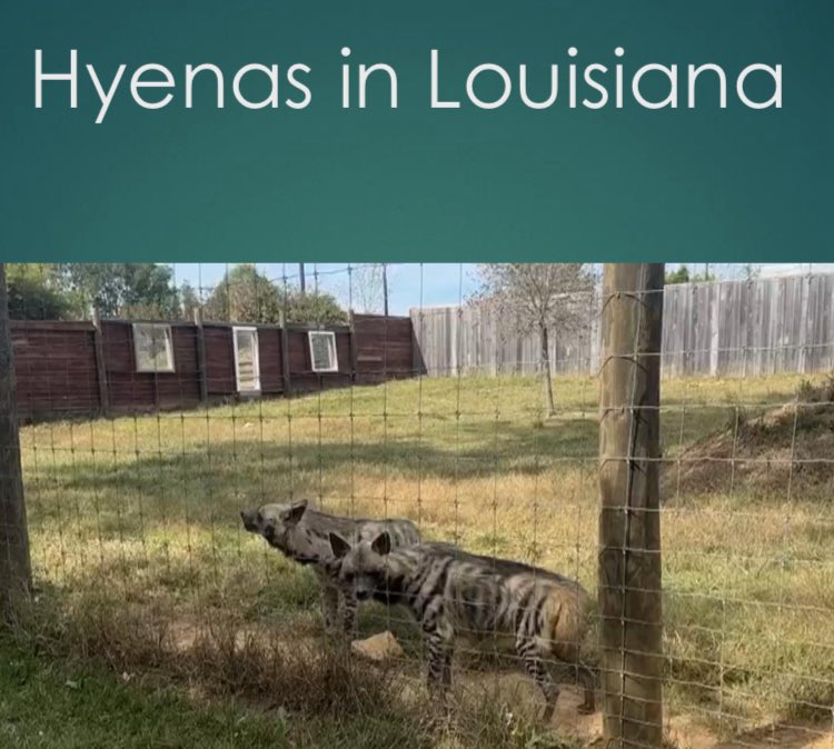They had to make this law. 

Hyenas? 

That’s a huge nope