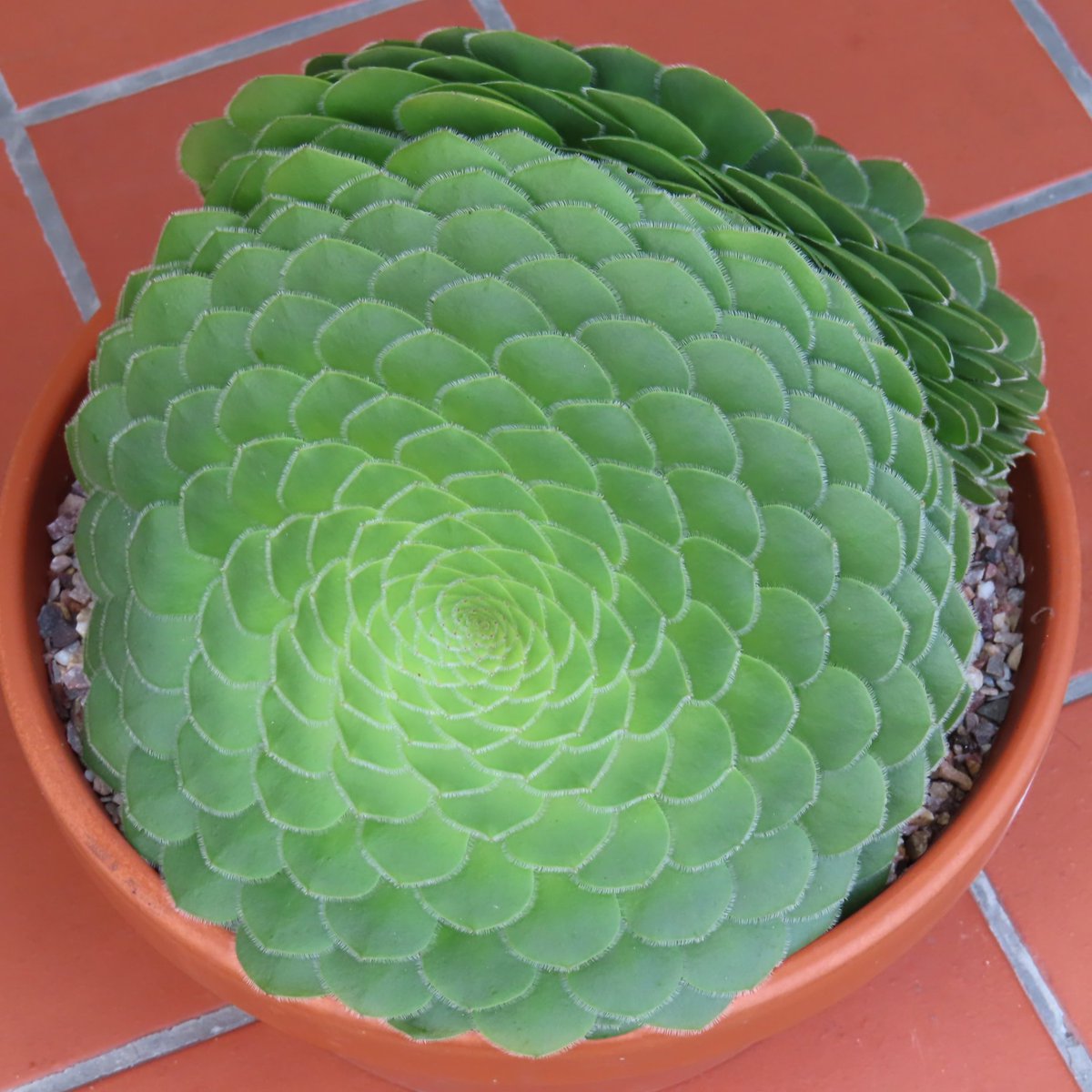 double-headed Aeonium tabuliforme  #aeonium #succulents