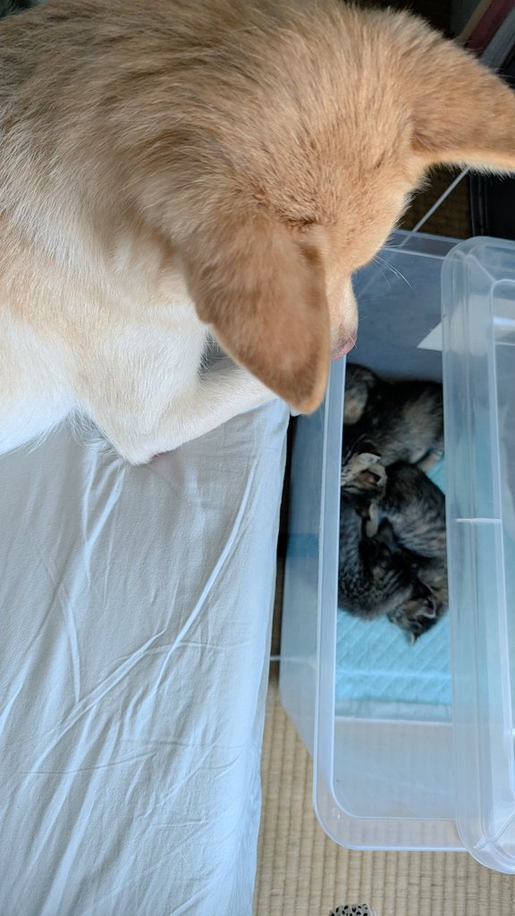 今日も早朝からずっと見てたん？😂
お疲れ様🐶