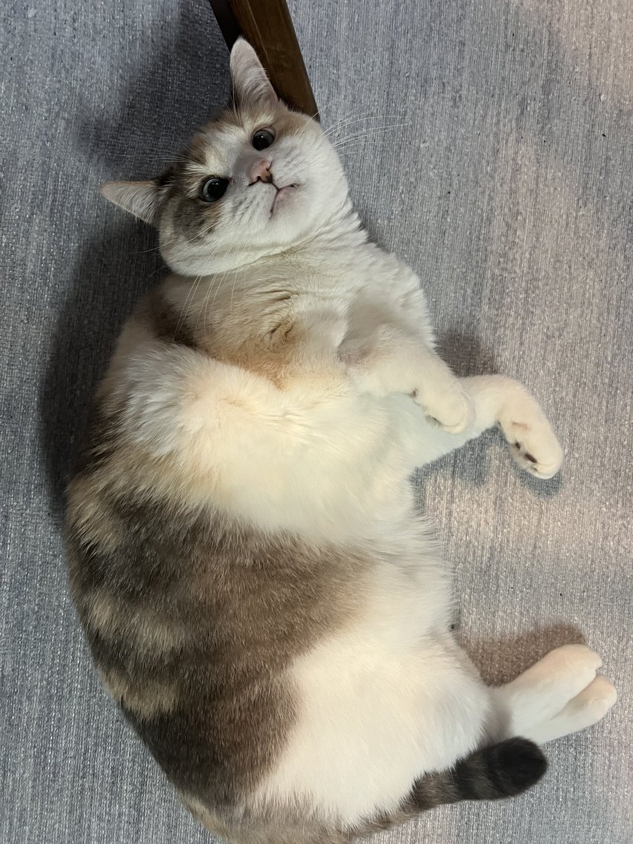Panko A. Cat’s Mom tweet media