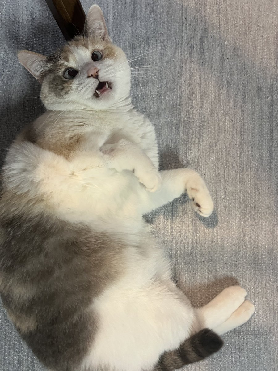 What a magnificent shape