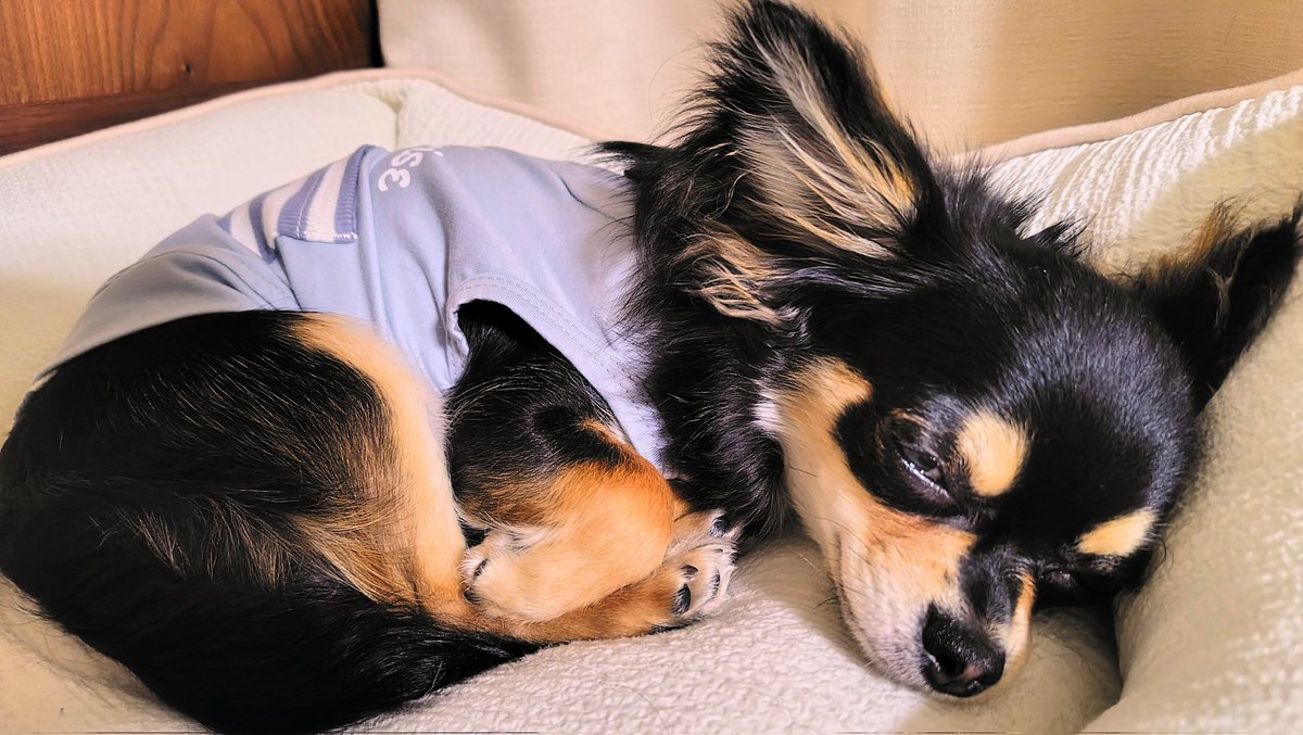 ใใใ๐ Ringo the Chihuahua (@ringo_lcc) on Twitter photo ใๆฐใซๅ
ฅใโจ๏ธใฎใๆดๆ๐ใ็ใฆ่ณ็ฆใฎใๆผๅฏTimeโบ๏ธ
ๅใใๆฉๅซใชใใฌใใฌ้กใงๅฏใฆใใใฉใใฉใใชๅคขใ่ฆใฆใใฎใใช?
ใๅคใๅ
จๅใง้งใใฆใใฎใใช?ใใใคใใใผใใใ่ฒฐใฃใฆใใฎใใช?
ใใใจใโฆ๐คญ
ๅนธใใใใชๅฏ้กใซใ็งใๆฏๆฅๅ
ๆฐใใใใฃใฆใพใโบ๏ธ ใๆฐใซๅ
ฅใโจ๏ธใฎใๆดๆ๐ใ็ใฆ่ณ็ฆใฎใๆผๅฏTimeโบ๏ธ
ๅใใๆฉๅซใชใใฌใใฌ้กใงๅฏใฆใใใฉใใฉใใชๅคขใ่ฆใฆใใฎใใช?
ใๅคใๅ
จๅใง้งใใฆใใฎใใช?ใใใคใใใผใใใ่ฒฐใฃใฆใใฎใใช?
ใใใจใโฆ๐คญ
ๅนธใใใใชๅฏ้กใซใ็งใๆฏๆฅๅ
ๆฐใใใใฃใฆใพใโบ๏ธ