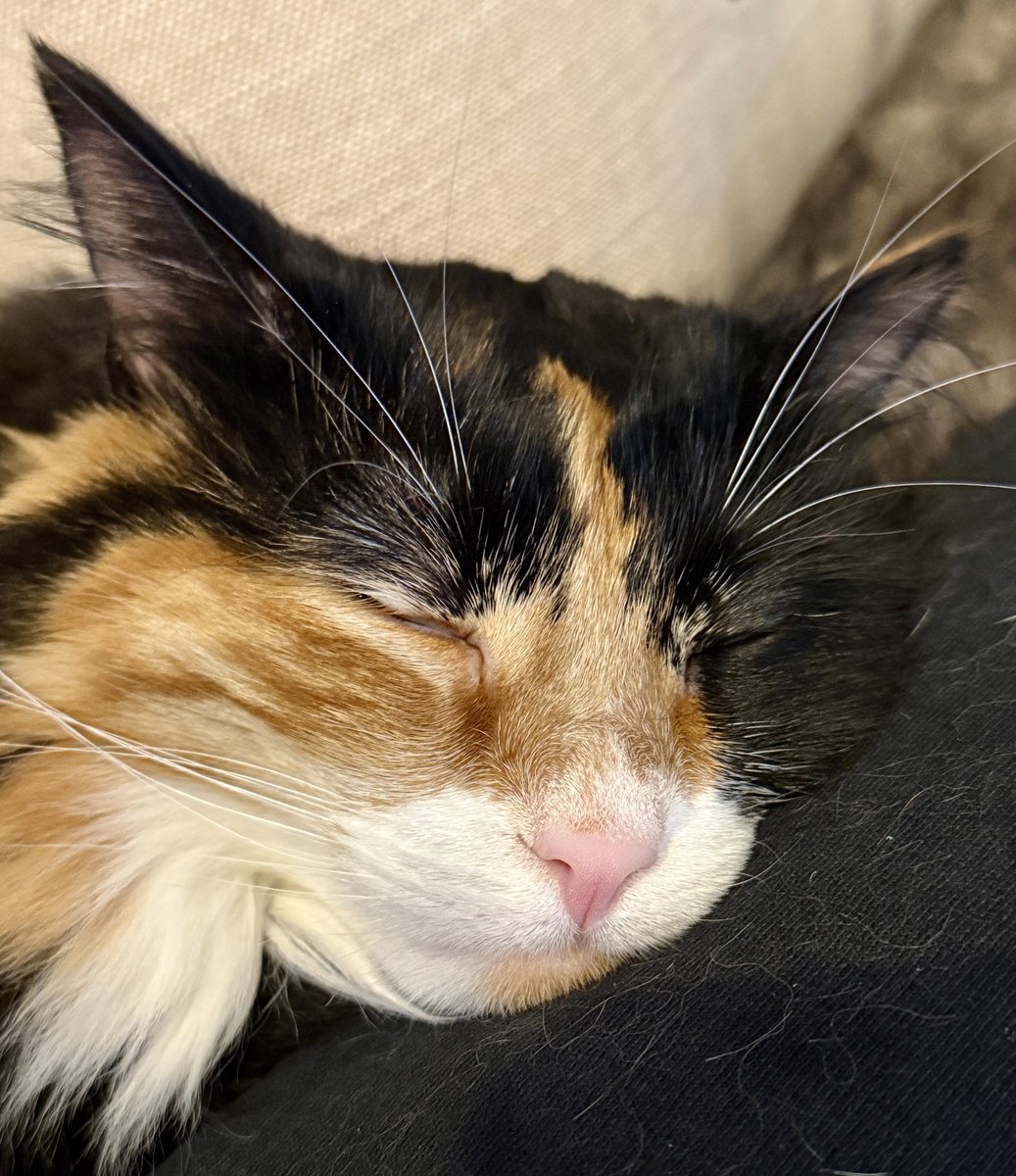 For the love of Missy. tweet media