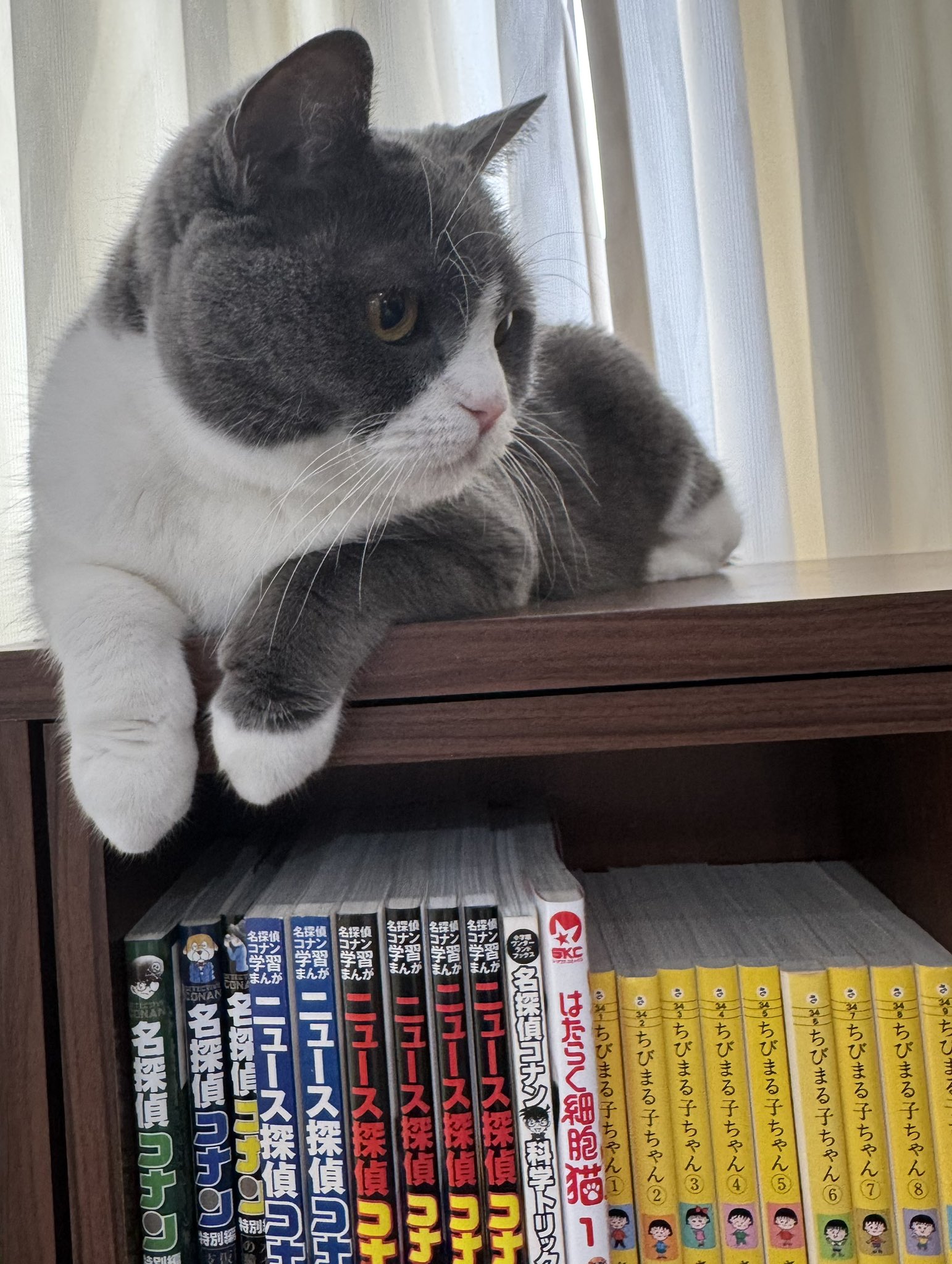 もちねこ [プロフ確認お願いします] ねこもち on X: 