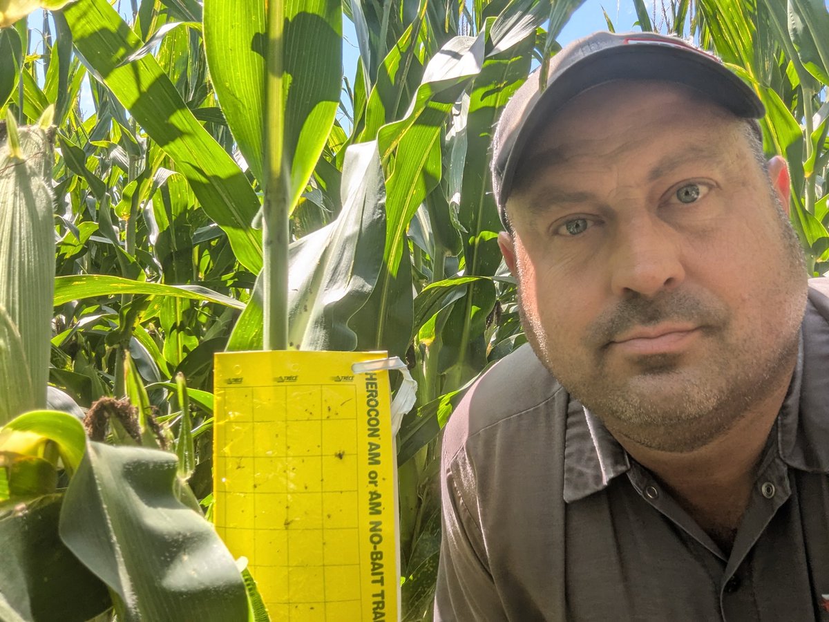 TravisRunge's tweet photo. Week 4, still no rootworms, that's a good thing Preceon PR118-50 @BayerTraits @Asgrow_DEKALB #rootwormwatch #Sweepstakes https://t.co/vTIoi5nPAI