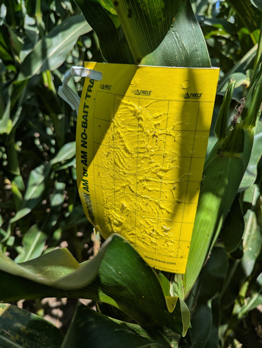 TravisRunge's tweet photo. Week 4, still no rootworms, that's a good thing Preceon PR118-50 @BayerTraits @Asgrow_DEKALB #rootwormwatch #Sweepstakes https://t.co/vTIoi5nPAI
