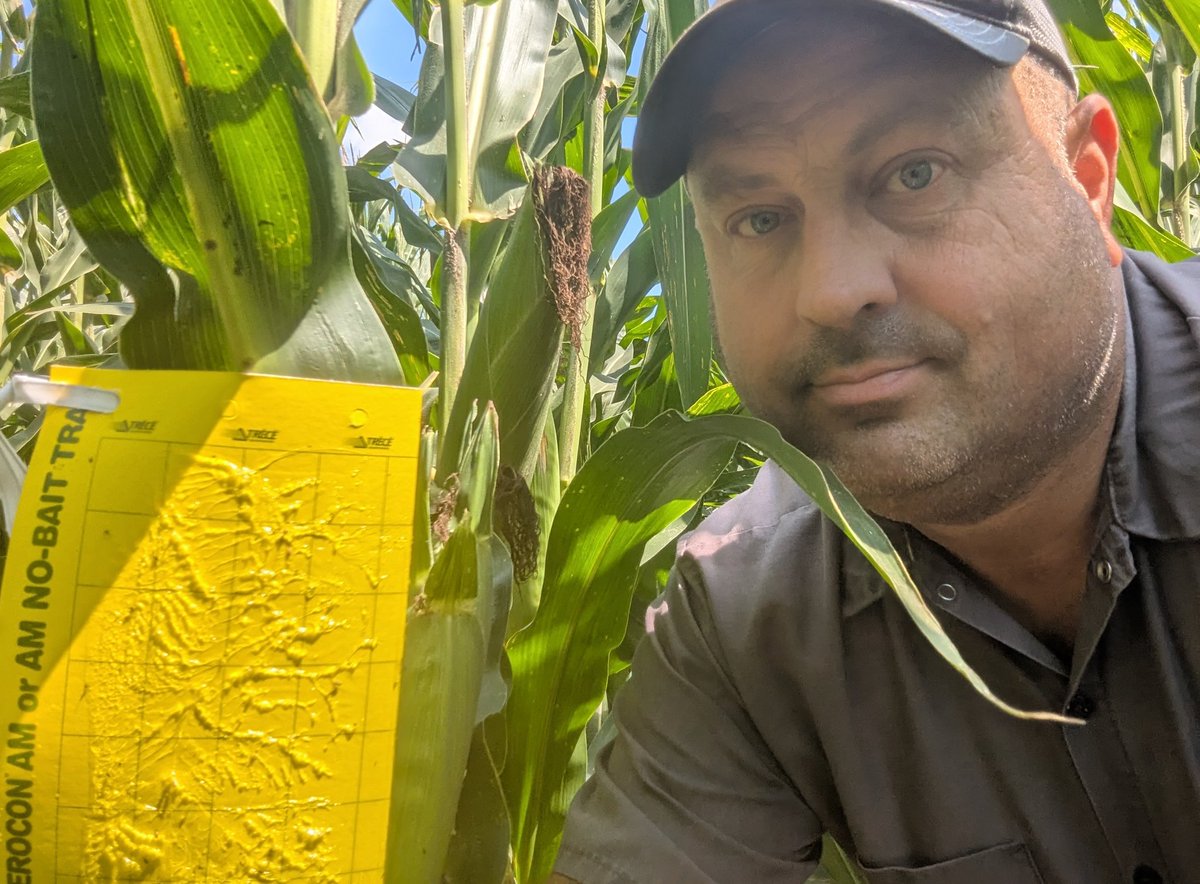 TravisRunge's tweet photo. Week 4, still no rootworms, that's a good thing Preceon PR118-50 @BayerTraits @Asgrow_DEKALB #rootwormwatch #Sweepstakes https://t.co/vTIoi5nPAI