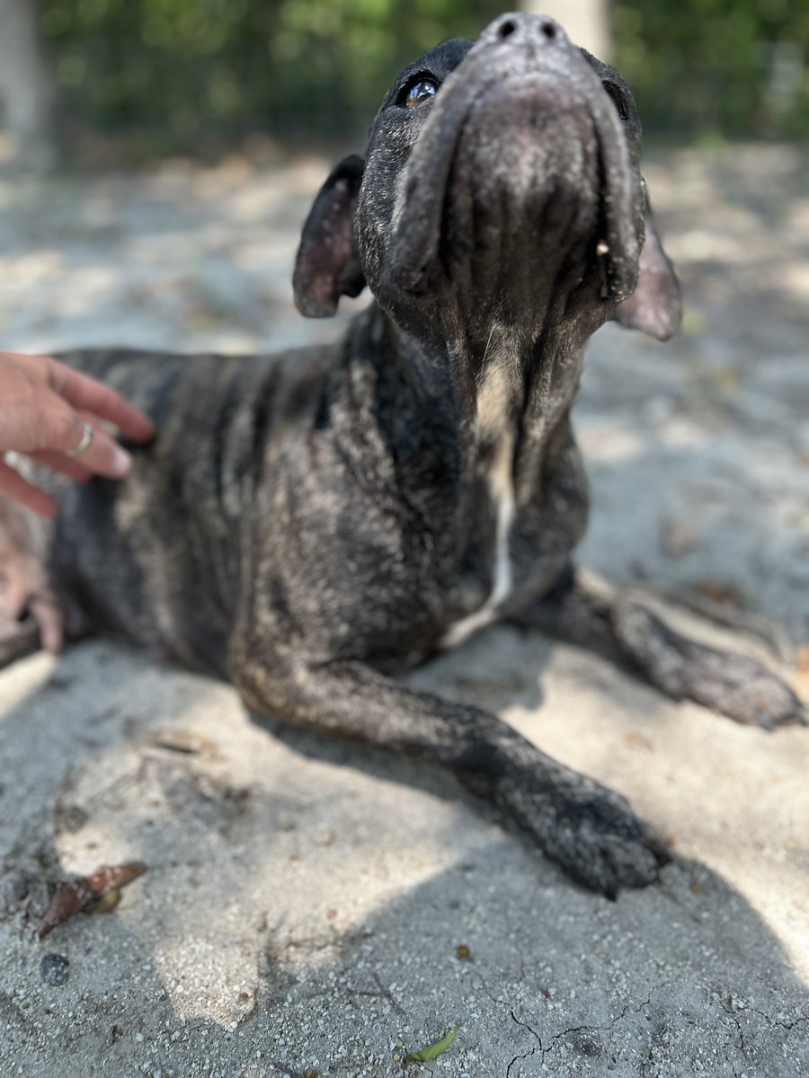 PetCircleWaco's tweet photo. Meet Morticia | 1-yr-old | 46 lbs. | Knows youβre talkingβ¦ still ignores you. π€£
πΎ Easy-going. Curious. Independent. 100% Queen.
Come meet this sweet lady!
#wacotexas #wacotx #petcirclewaco #offthecircle #adoptdontshop https://t.co/fbYIq8Jahq