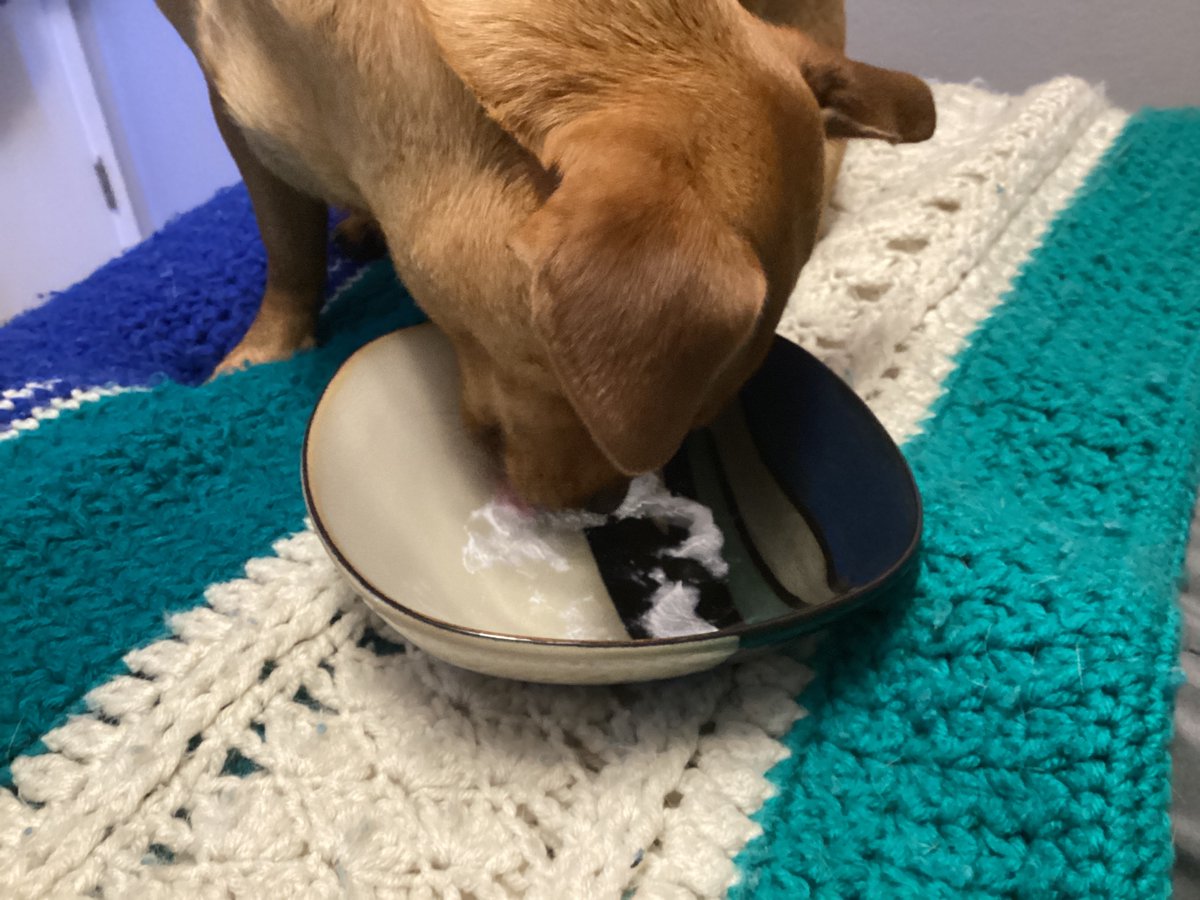 Barkley_Pup's tweet photo. Once a month or so, Dad will buy a chocolate chill from Tim’s.  He gets the drink, I get the whipped topping! https://t.co/02c0kZDBqt