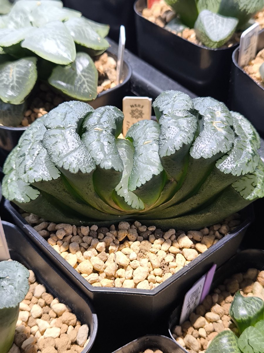 緑紋×富嶽 白炎鬼岩 ブラックオブツーサ錦糊斑 ブルーコンプト×特本間