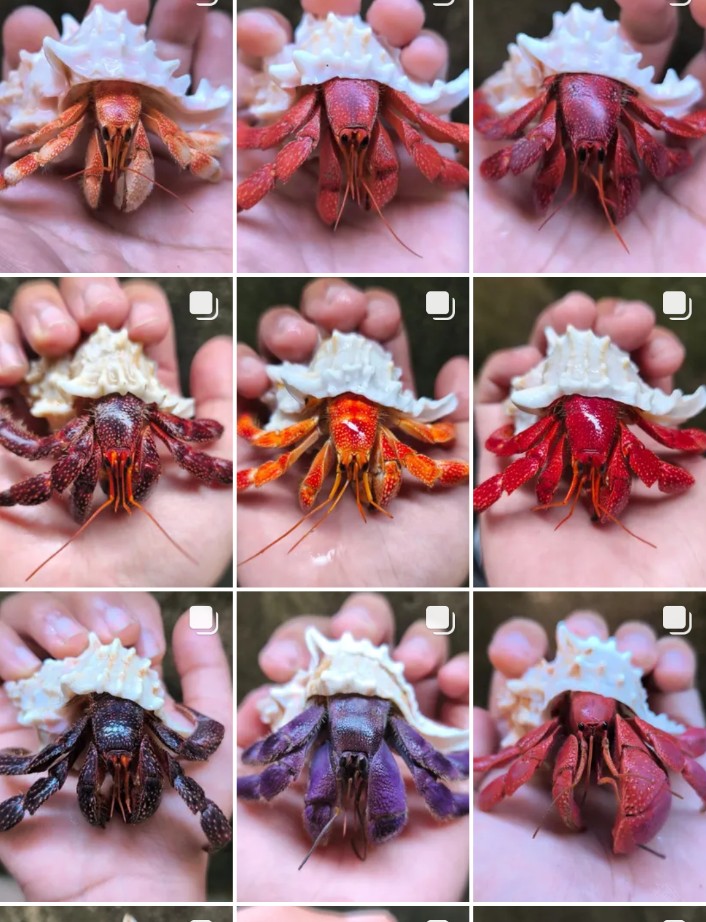 AskarilMeld's tweet photo. Red perlatus hermit crab https://t.co/N3Gzw1q8SG