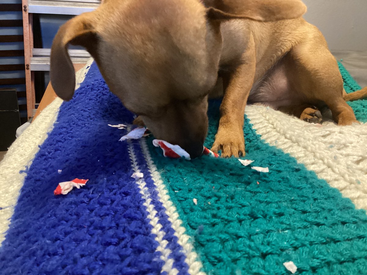 Barkley_Pup's tweet photo. And then he lets me have the straw! https://t.co/Bd6BE8gglA