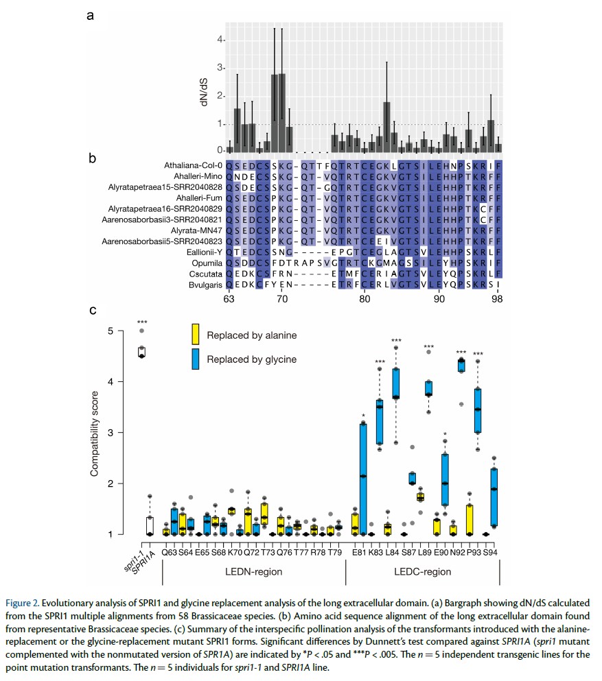 PCP_EIC's tweet image. 📘From PCP latest issue (66-6): Regular Paper💐
'In-depth amino acid mutational analysis of the key interspecific incompatibility factor Stigmatic Privacy 1'
Yoshinobu Kato et al.

doi.org/10.1093/pcp/pc…
#PlantReproduction #Arabidopsis #Plantsci