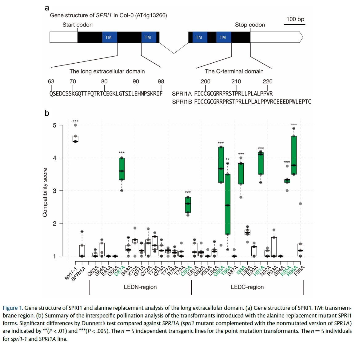 PCP_EIC's tweet image. 📘From PCP latest issue (66-6): Regular Paper💐
'In-depth amino acid mutational analysis of the key interspecific incompatibility factor Stigmatic Privacy 1'
Yoshinobu Kato et al.

doi.org/10.1093/pcp/pc…
#PlantReproduction #Arabidopsis #Plantsci