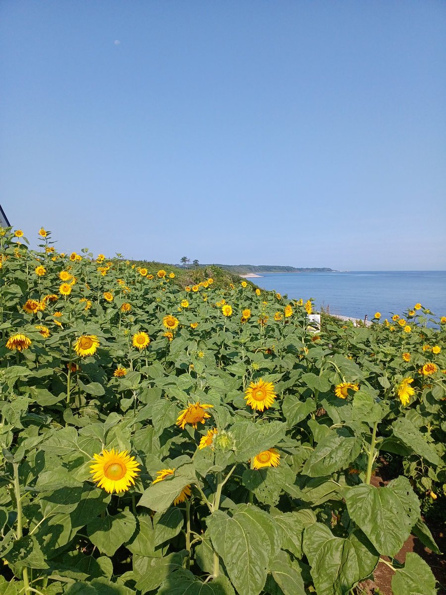 向日葵🌻全開🌊‼️
#鳴り石の浜 
#鳴り石の浜サウナ