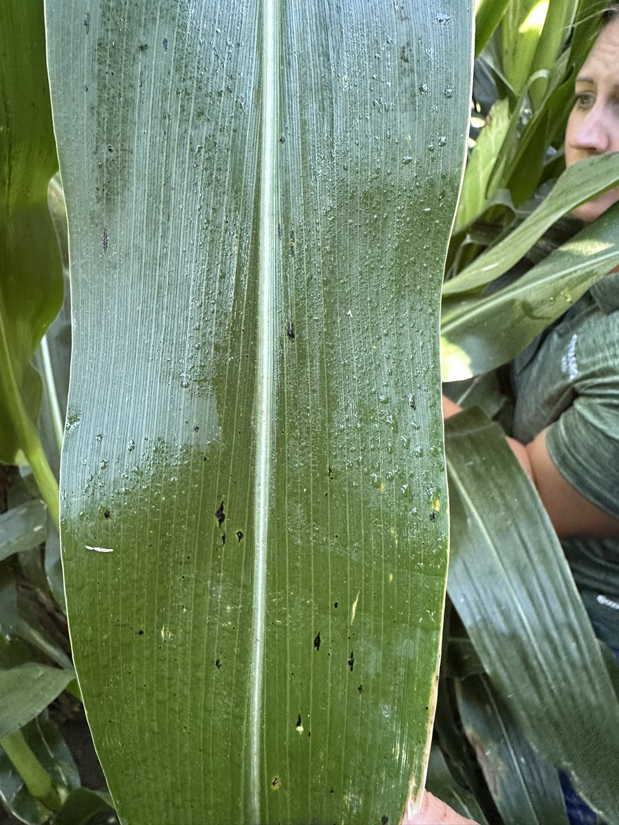 Dyna-Gro Seed, Cornbelt East tweet media