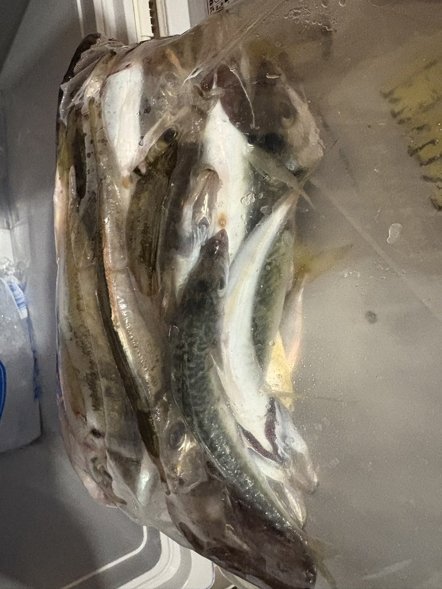 yuji1981_'s tweet photo. いや〜釣れなかった。
一時活性上がりプチ爆あったけど、その後パッタリ。
釣れなくても多魚種が狙えるライトゲームは実に楽しい！

#宮城県釣り 
#simano 
#reinsfishing 
#reins
#チビアジアダー 
#アジング
#ソアレbbs76ul 
#ソアレbbc2000 
#rapinova_x  0.3号
#rapala https://t.co/vf5GBs7g4i