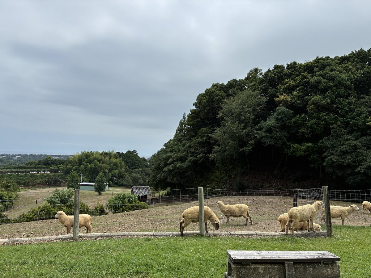 jiburu's tweet photo. 三重県　みかんひつじ牧場へ視察に来てます。薄曇りで、海からの風もあるので過ごしやすいですね♪
ひつじ🐑は1歳から7歳だそうです。 https://t.co/BTpljTtsID
