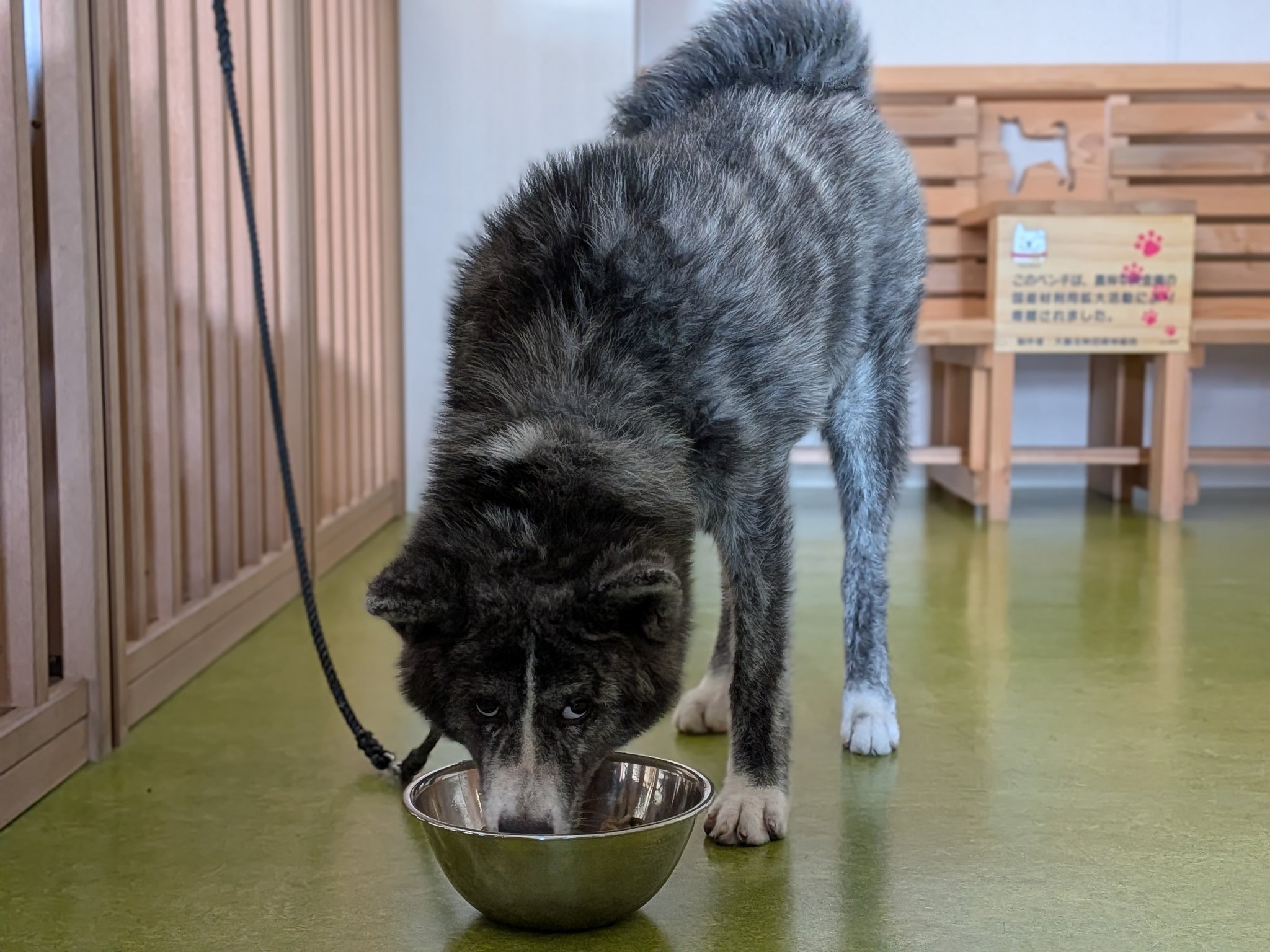 秋田犬の里【公式】 on X: 
