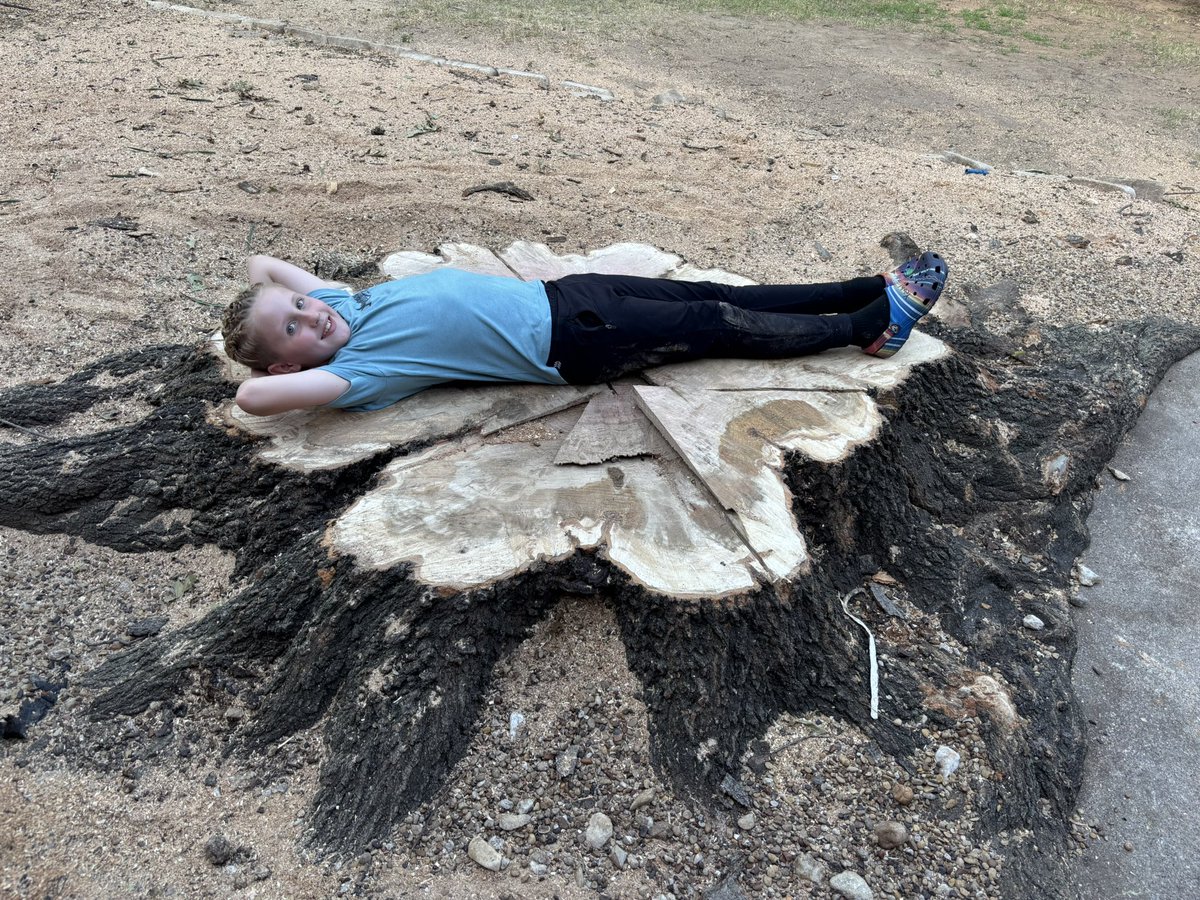 The 60 year old oak tree in the backyard had to come down….too much danger of it falling onto the house. 65 inches across….here’s Jackson fitting easily onto it
